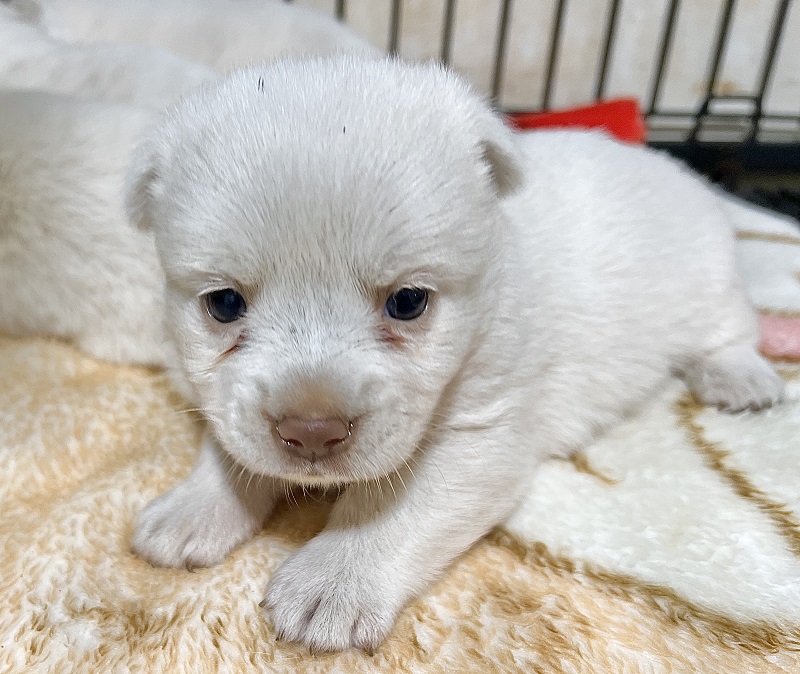 마산유기동물보호소_448528202300953